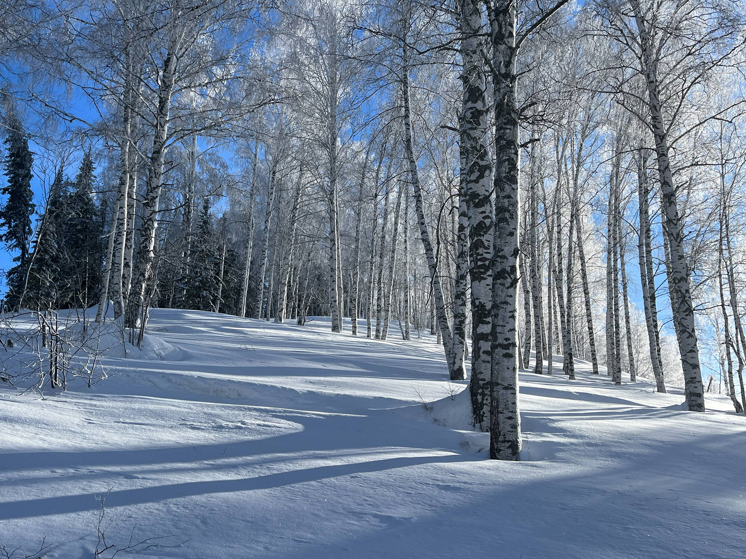 Kasachstan Altay – Sibirian Powder