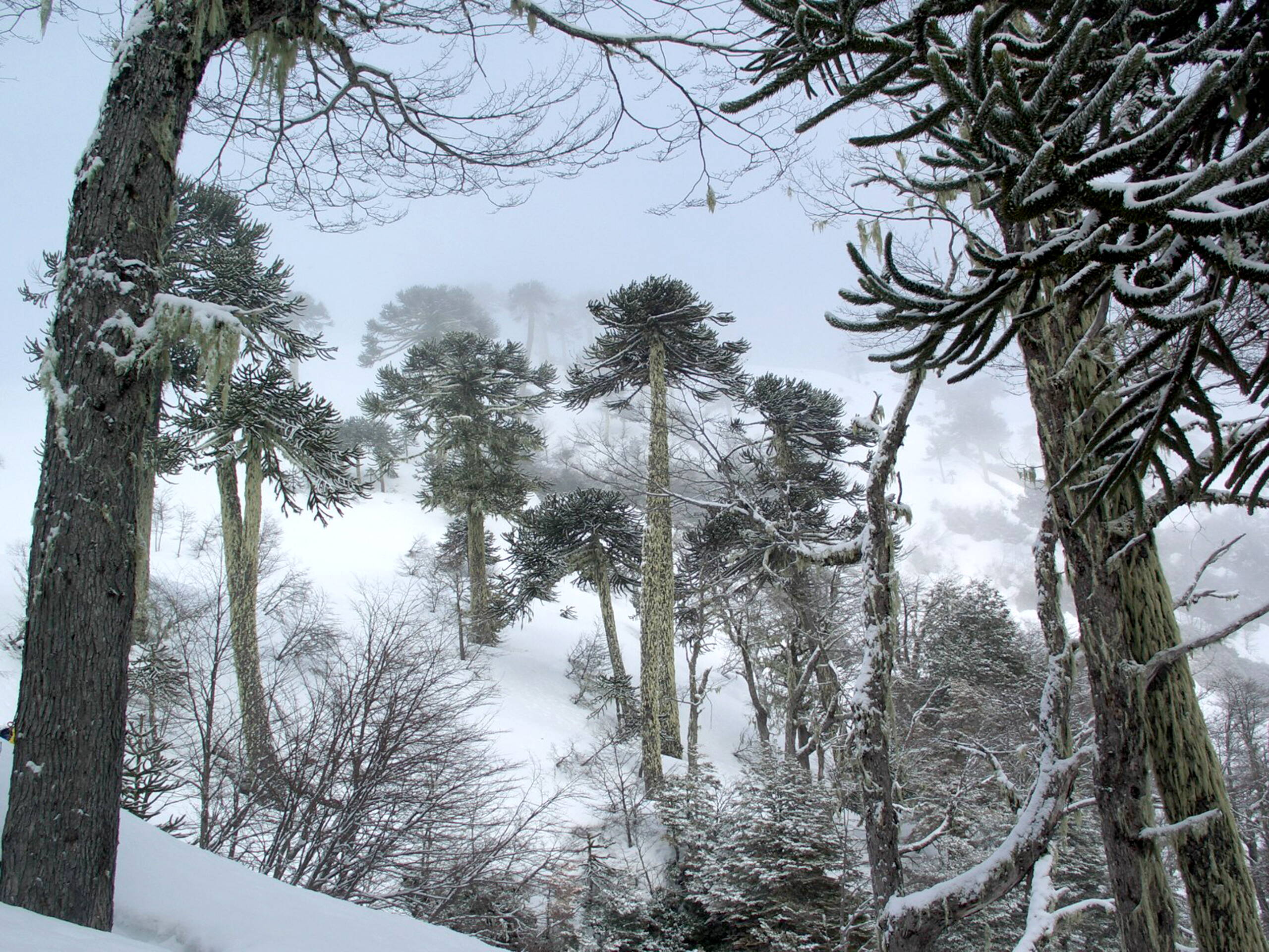 Vulkan Skitouren Chile