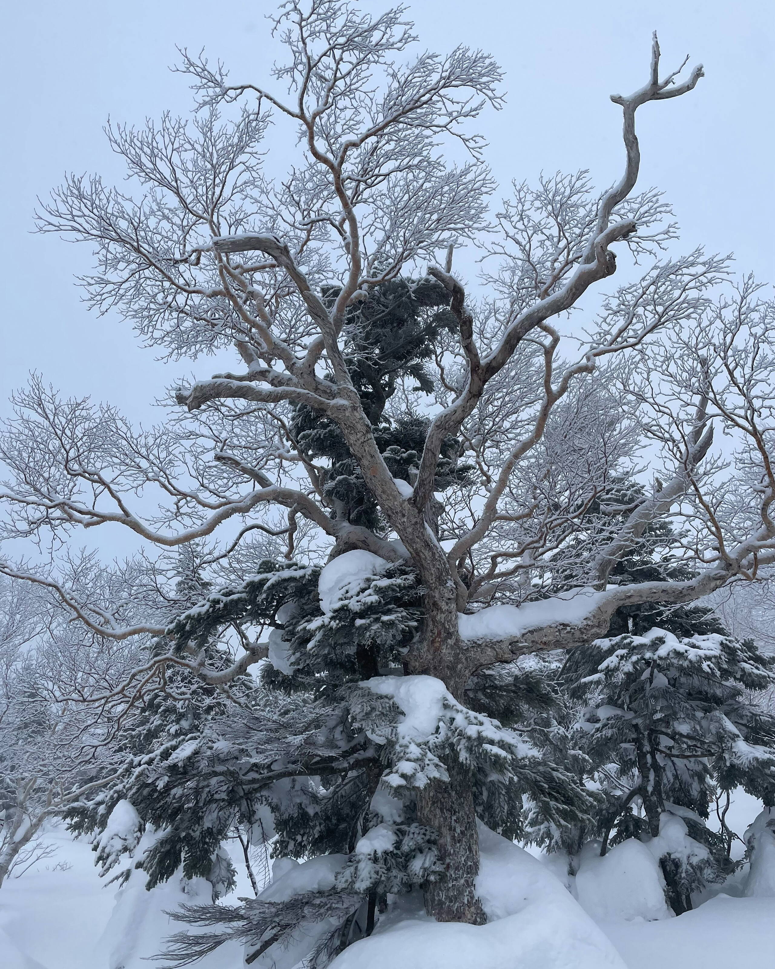 Japan – Skitourenreise Honshu Japan – Skitourenreise Honshu